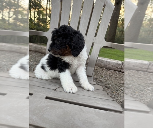 Medium Photo #32 Miniature Bernedoodle Puppy For Sale in DENVER, PA, USA