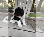 Small Photo #32 Miniature Bernedoodle Puppy For Sale in DENVER, PA, USA