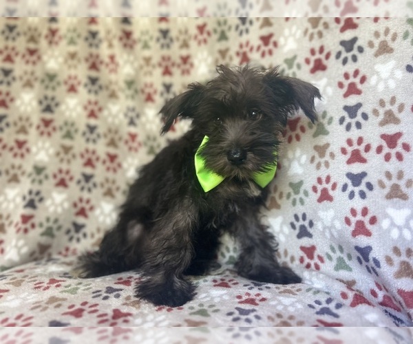 Medium Photo #6 Schnauzer (Miniature) Puppy For Sale in LAKELAND, FL, USA