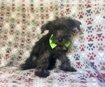 Small #5 Schnauzer (Miniature)