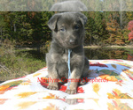 Falling Flurrie - Female German Shepherd Dog Puppy for Sale - Photo #6