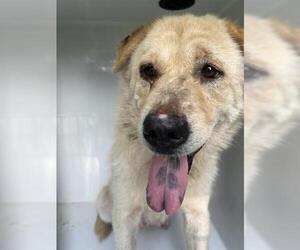 Chow Chow-Unknown Mix Dogs for adoption in Houston, TX, USA