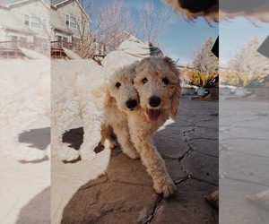 Goldendoodle Puppy for Sale in BROOMFIELD, Colorado USA