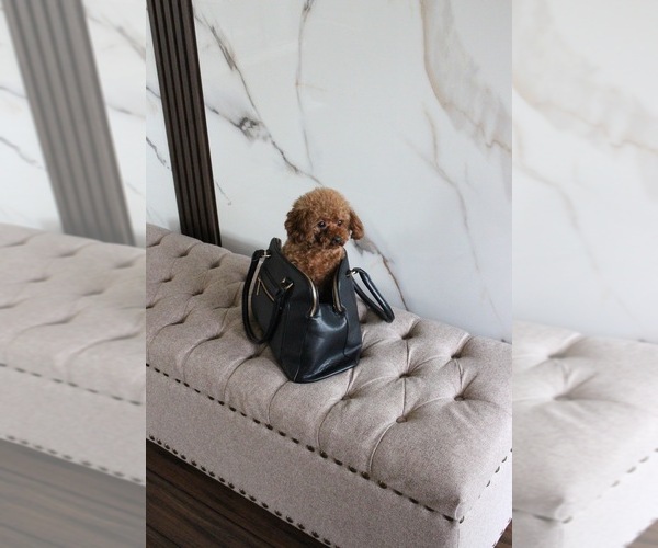 Medium Photo #1 Poodle (Toy) Puppy For Sale in PORTLAND, OR, USA