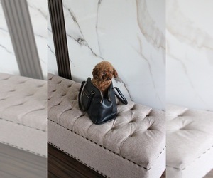 Father of the Poodle (Toy) puppies born on 02/17/2026