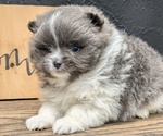 Small Photo #14 Pomeranian Puppy For Sale in GOSHEN, IN, USA