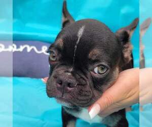 French Bulldog Puppy for sale in SAINT AUGUSTINE, FL, USA