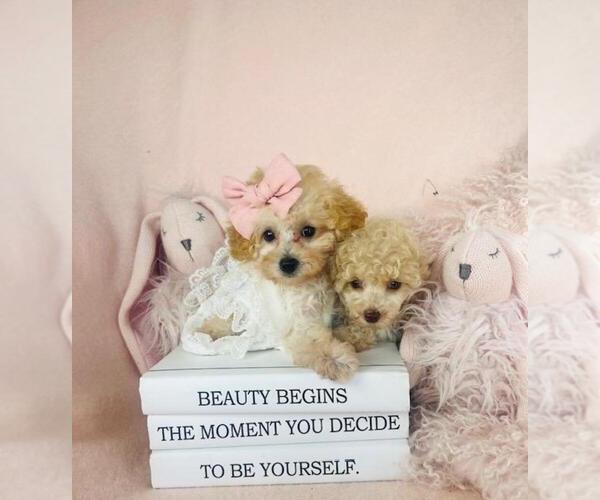 Medium Photo #16 Poodle (Toy) Puppy For Sale in WESTFIELD, IN, USA