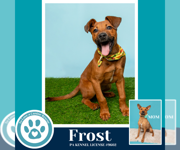 Medium Photo #14 Labrador Retriever-Unknown Mix Puppy For Sale in Kimberton, PA, USA