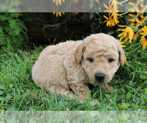 Goldendoodle (Miniature) Puppy for sale in BLOOMINGTON, IN, USA