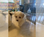 Small Photo #4 Coton de Tulear Puppy For Sale in PAULDEN, AZ, USA