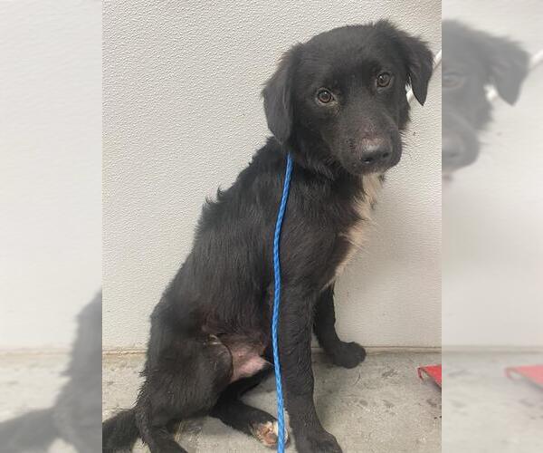 Medium Photo #1 Borador Puppy For Sale in Rosenberg, TX, USA