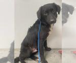 Small Borador