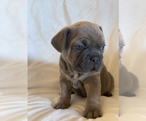 French Bulldog Puppy for sale in RIO RANCHO, NM, USA