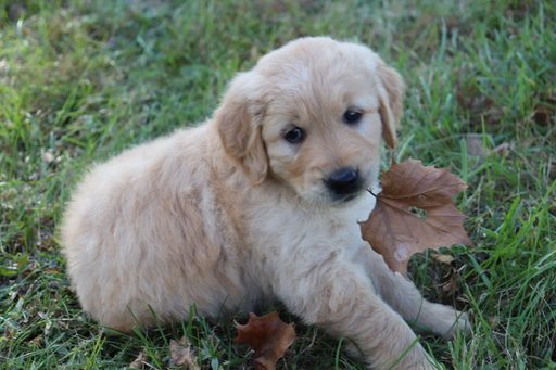 Medium Photo #5 Golden Retriever Puppy For Sale in HARRISON, TN, USA