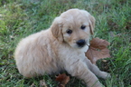 Small Photo #5 Golden Retriever Puppy For Sale in HARRISON, TN, USA