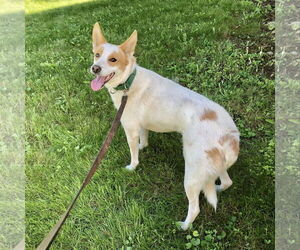 Unknown-white german shepherd Mix Dogs for adoption in Hoffman Estates, IL, USA