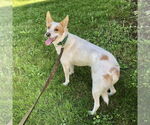 Small white german shepherd Mix
