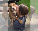 Small #1 American Pit Bull Terrier Mix