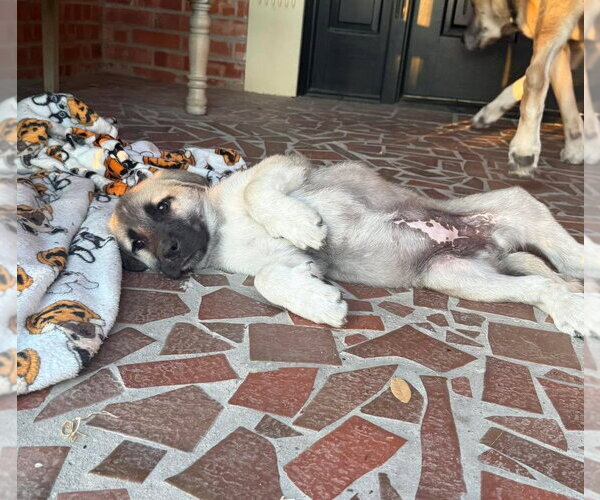 Medium Photo #5 Anatolian Pyrenees Puppy For Sale in Houston, TX, USA