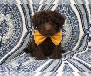 Poodle (Miniature) Puppy for sale in LAKELAND, FL, USA