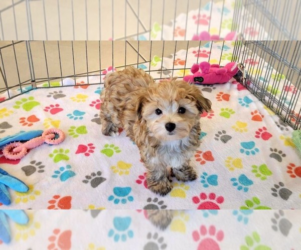 Medium Photo #8 Morkie Puppy For Sale in ORO VALLEY, AZ, USA
