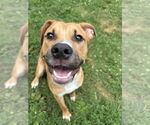 Small #11 American Staffordshire Terrier-Labrador Retriever Mix
