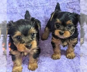 Yorkshire Terrier Puppy for sale in LEMOORE, CA, USA