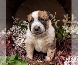 Australian Cattle Dog Puppy for sale in LEBANON, PA, USA
