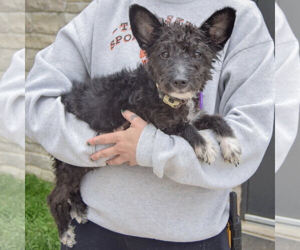 Medium Photo #2 Mutt Puppy For Sale in Huntley, IL, USA