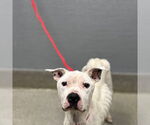 Small American Pit Bull Terrier Mix