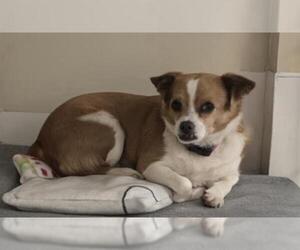 Chihuahua Dogs for adoption in HESPERIA, CA, USA