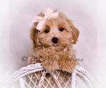 Puppy Philly Maltipoo (Miniature)