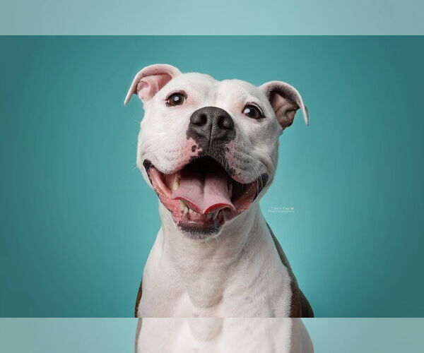 Medium Photo #2 American Pit Bull Terrier Puppy For Sale in Rockville, MD, USA