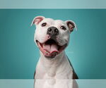 Small #1 American Pit Bull Terrier