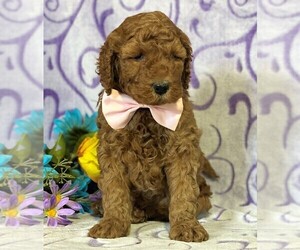 Goldendoodle Puppy for sale in LANCASTER, PA, USA