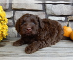 Small #4 Miniature Labradoodle