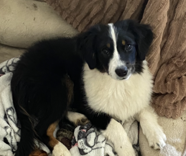 Medium Photo #20 Miniature American Shepherd Puppy For Sale in PLACERVILLE, CA, USA