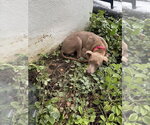Small #3 Mutt