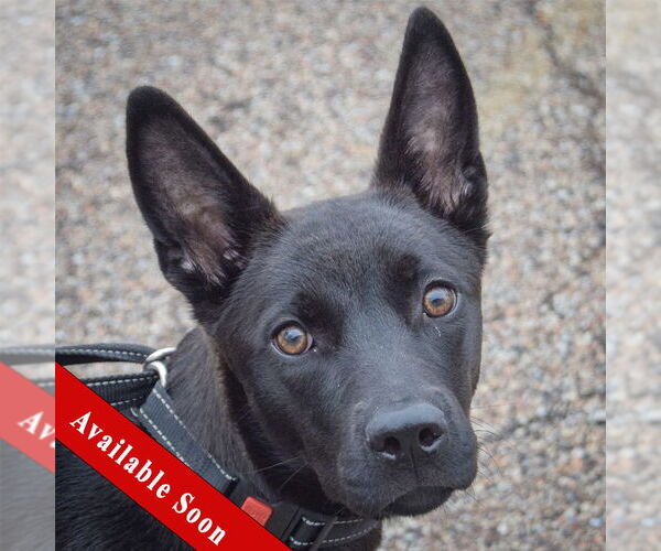 Medium Photo #1 German Shepherd Dog-Unknown Mix Puppy For Sale in Huntley, IL, USA