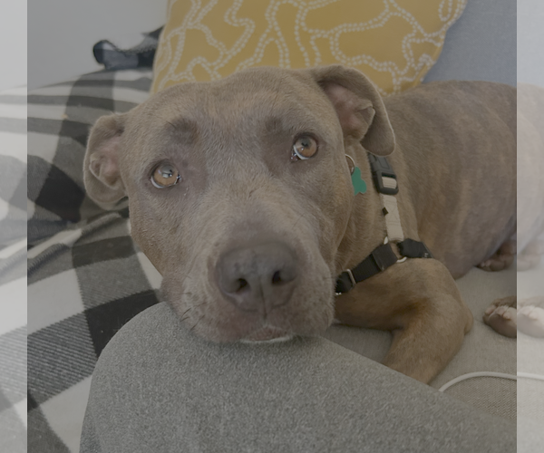 Medium Photo #5 American Pit Bull Terrier-Unknown Mix Puppy For Sale in San Jose, CA, USA