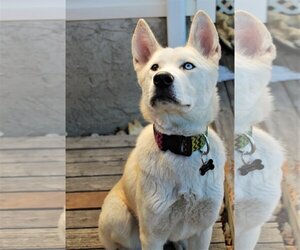 Willow - Female Siberian Husky Dog for Adoption - Photo #4