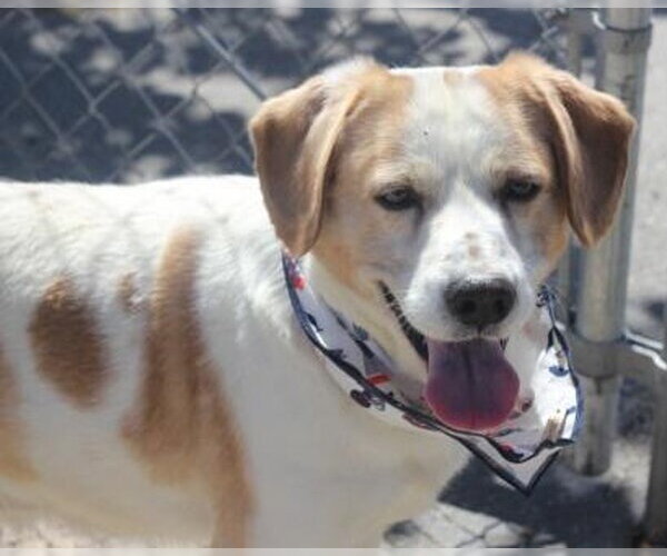 Medium Photo #9 Beagle Puppy For Sale in Apple Valley, CA, USA