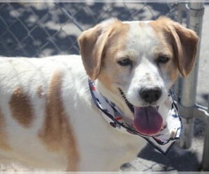 Spuds - - Male Beagle Dog for Adoption - Photo #9