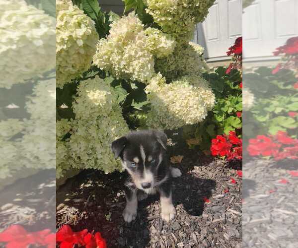 Medium Photo #7 Siberian Husky Puppy For Sale in AUBURN, NY, USA