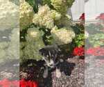 Small Photo #7 Siberian Husky Puppy For Sale in AUBURN, NY, USA