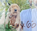 Puppy Boy 6 Goldendoodle