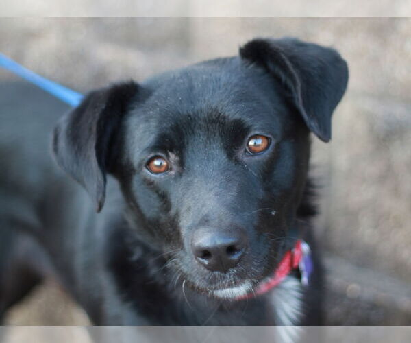 Medium Photo #5 Borador Puppy For Sale in Cookeville, TN, USA
