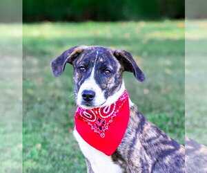 Hound Mix Pups Boys - Male Plott Hound-Unknown Mix Dog for Adoption - Photo #13
