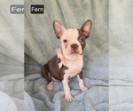 Small #1 Boston Terrier